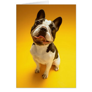 Cartão Buldogue francês que olha acima