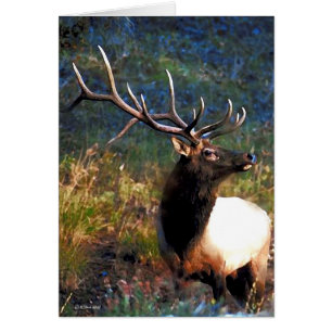 Cartão Bull Elk