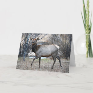 Cartão Bull Elk Resting
