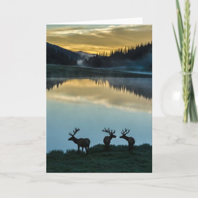 Cartão Bull Elks Silhouetet Poudre Lake Sunrise (Frente)
