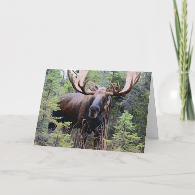Cartão Bull Moose (Frente)