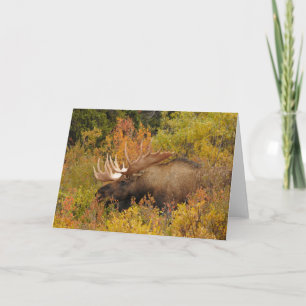 Cartão Bull Moose   Parque Nacional Denali, Alasca
