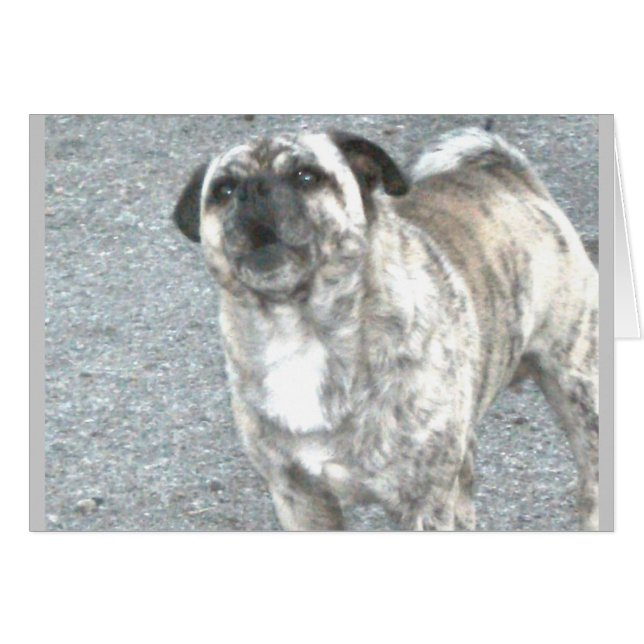 Cartão Bulldog de Barking Agravado (Frente Horizontal)