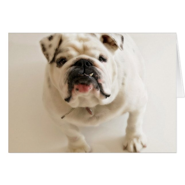 Cartão Bulldog Muito Bonito (Frente Horizontal)