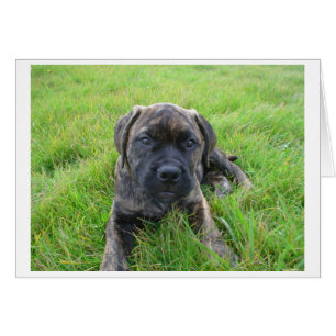 Cartão Bullmastiff_puppy 2.png