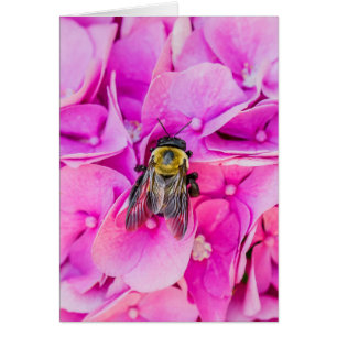 Cartão Bumble a abelha no Hydrangea