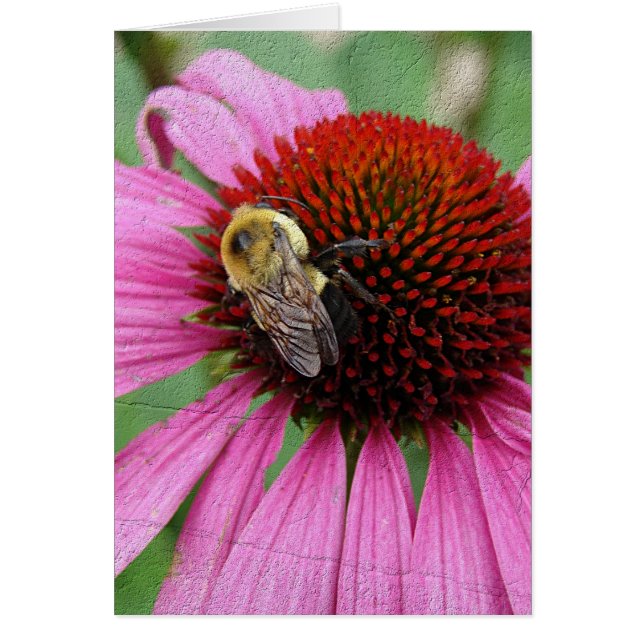 Cartão Bumble Bee 2 (Frente)