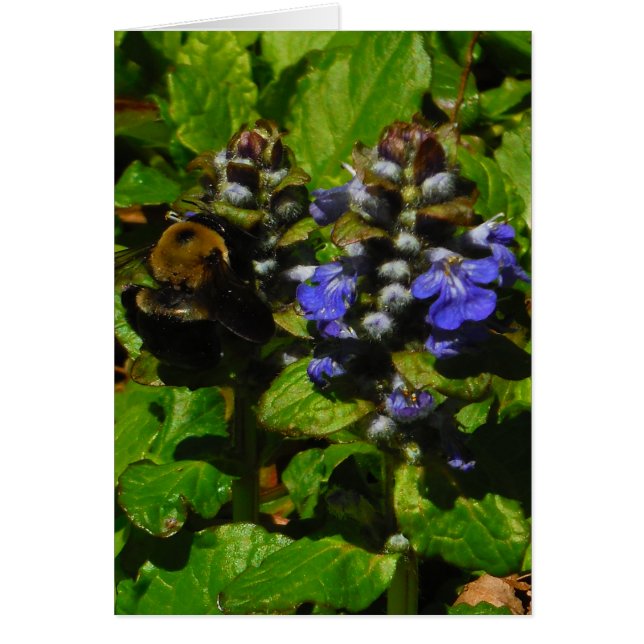 Cartão Bumble e Bumble Bee (Frente)