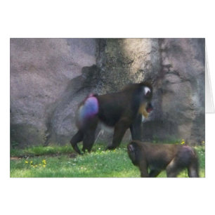 Cartão Bumbum do macaco