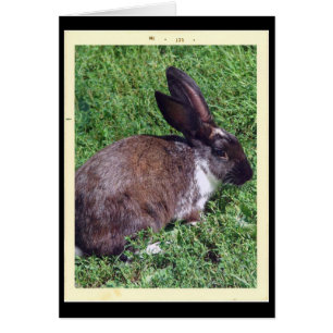 Cartão Bunny