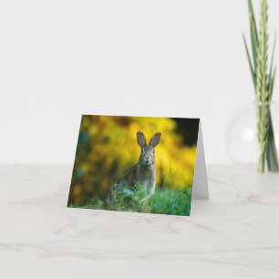 Cartão Bunny