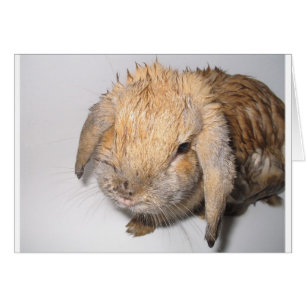 Cartão Bunny Bathtime