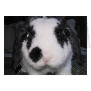Cartão Bunny Love