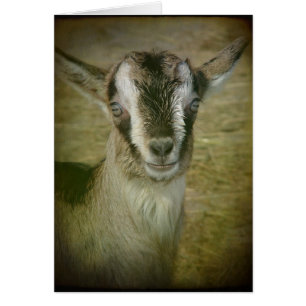 Cartão Bunny, o Goat