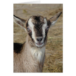 Cartão Bunny, o Goat