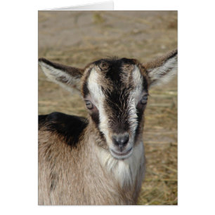 Cartão Bunny The Goat