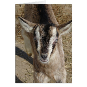 Cartão Bunny The Goat