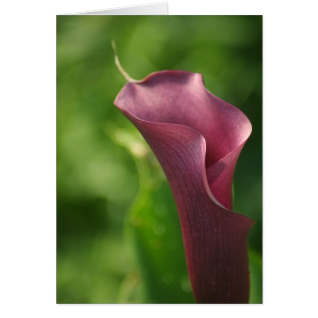 Cartão Burgandy Calla Lily (Frente)