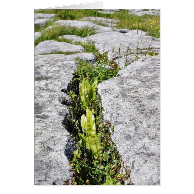 Cartão Burren Plantas Limestone Rocks (Frente)