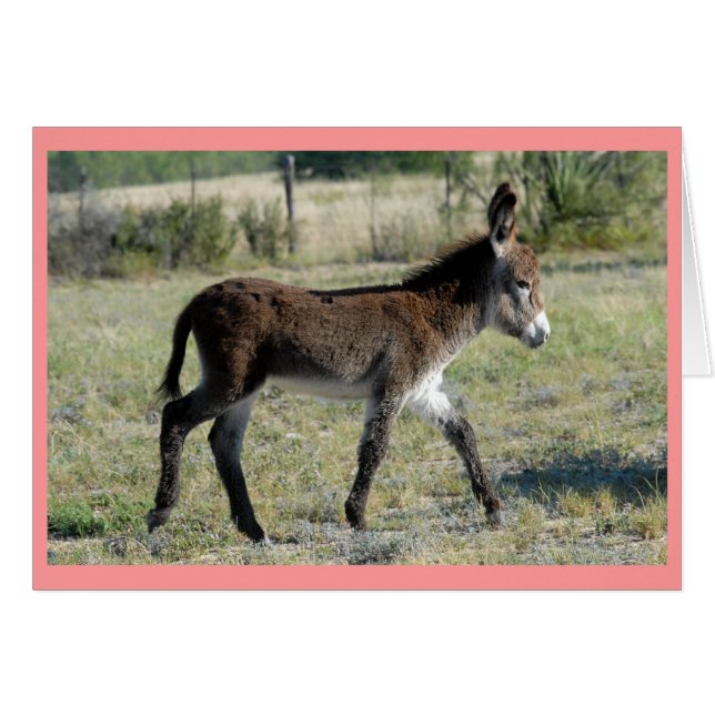 Cartão Burrito (Frente Horizontal)