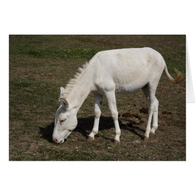 Cartão Burro Branco Austríaco-Húngaro (Frente Horizontal)