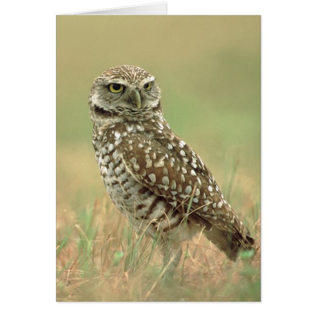 Cartão Burrowing Owl (Frente)