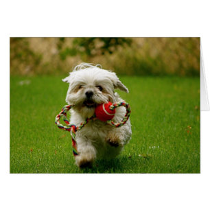 Cartão Buscando o filhote de cachorro