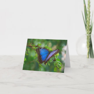 Cartão buterfly fotografia