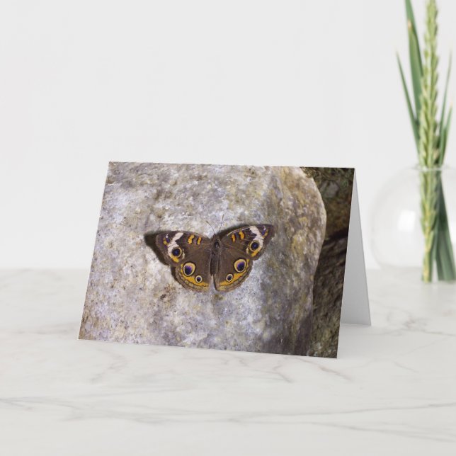 Cartão Butterfly Buckeye (Frente)