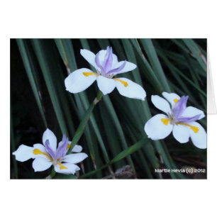 Cartão Butterfly Iris Trio
