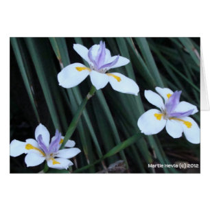 Cartão Butterfly Iris Trio
