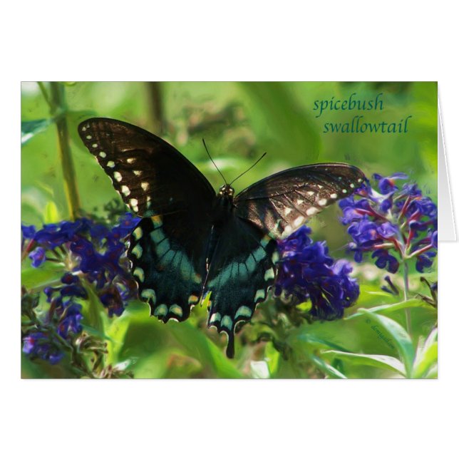 Cartão butterfly_spicebush_1769x_Paint (Frente Horizontal)