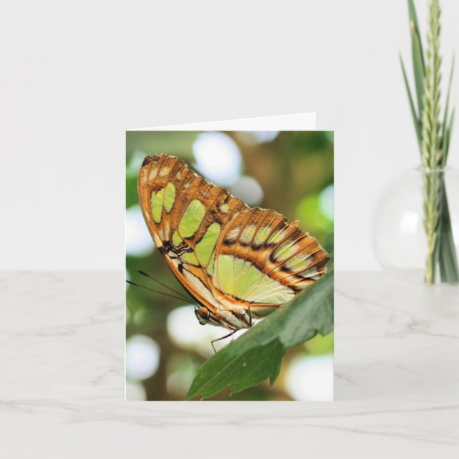 Cartão Butterfly Watching Nature Photography Note (Frente)