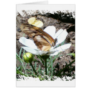 Cartão Butterly na flor