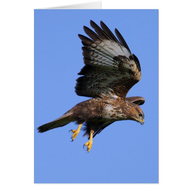 Cartão Buzzard 3 (Frente)