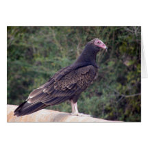 Buzzard - Ainda bem que se sente melhor