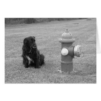 Cartão bw_sua_volta