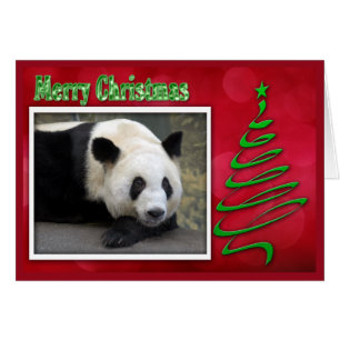 Cartão c-2011-panda-0059