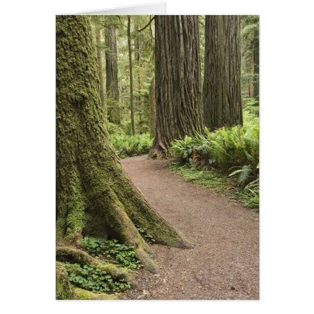 Cartão CA, Jedediah Smith State Park, Simpson-Reed (Frente)