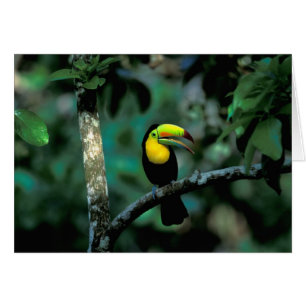 Cartão CA, Panamá, NP Soberania, Tucano-de-bico-preto