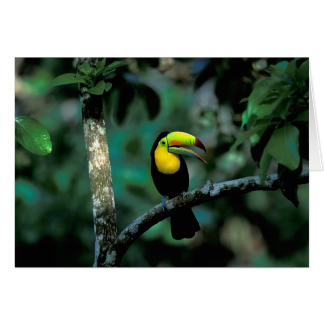 Cartão CA, Panamá, Soberania NP, Tucano com bico Keel (Frente Horizontal)