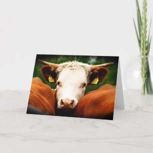 Cartão Cabeça das vacas