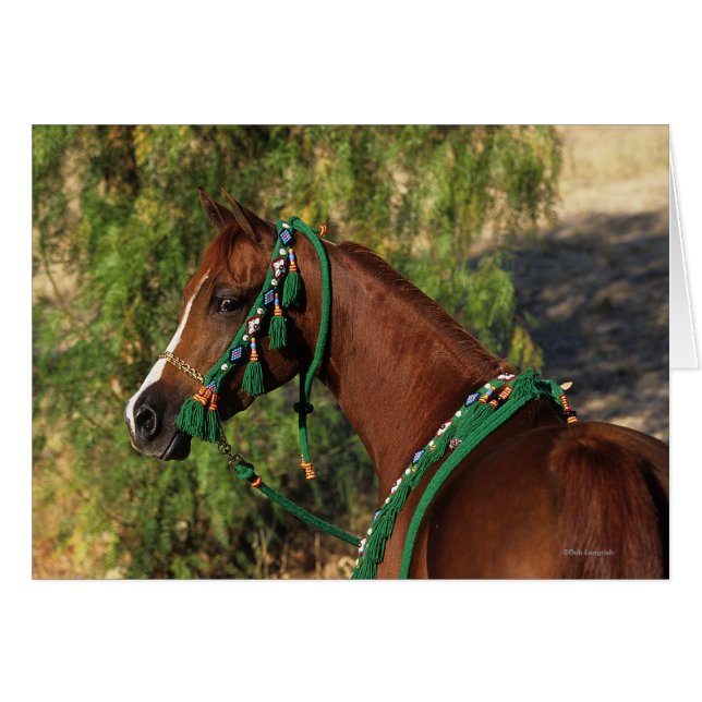 Cartão Cabeça de Cavalo Árabe com Bridle (Frente Horizontal)