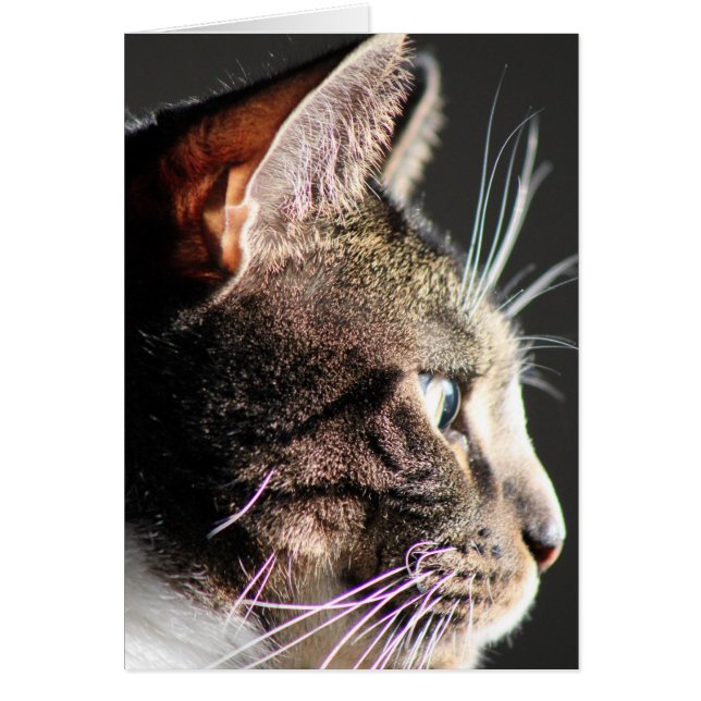 Cartão Cabeça de gato, perfil (Frente)