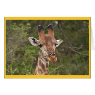 Cartão Cabeça de Girafa fechada