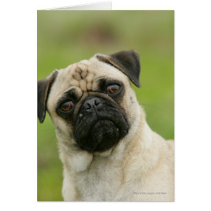 Cartão Cabeça de Pug Batida Olhando para a Câmera