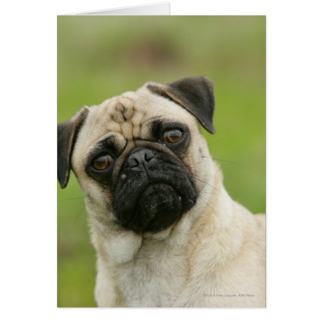 Cartão Cabeça de Pug Batida Olhando para a Câmera (Frente)