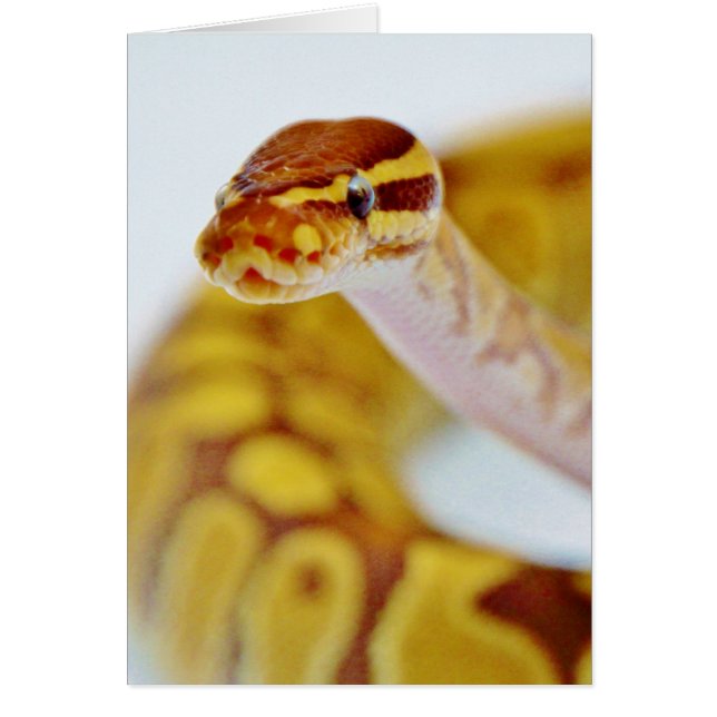 Cartão Cabeça de Python Amarelo (Frente)