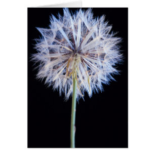 Cartão Cabeça de Semente de Dandelion (Taraxacum Officina