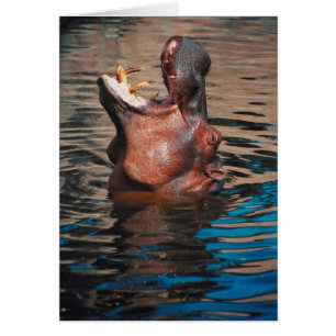 Cartão Cabeça do hipopótamo